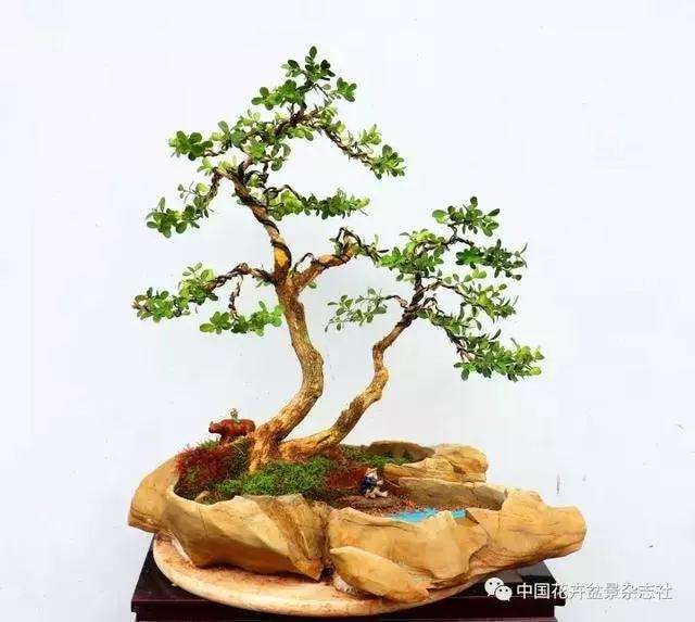 怎么制作黄杨球双干自然式盆景