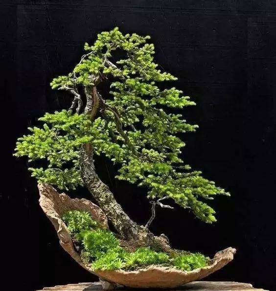 怎么快速让盆景土上生青苔的方法