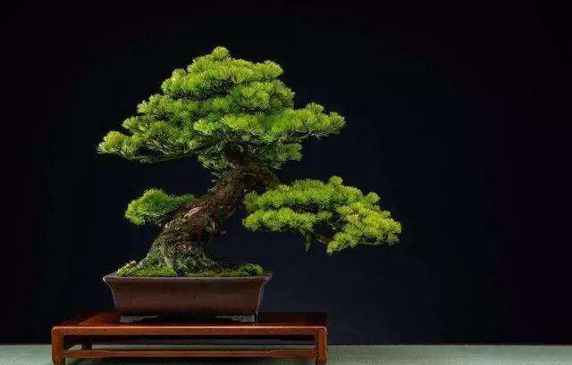 怎么快速让盆景土上生青苔的方法