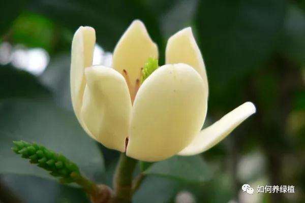 含笑盆景怎么上盆修剪的方法