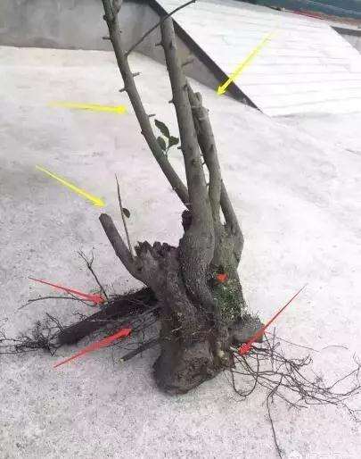 图解 购买盆景 怎样区别生熟桩