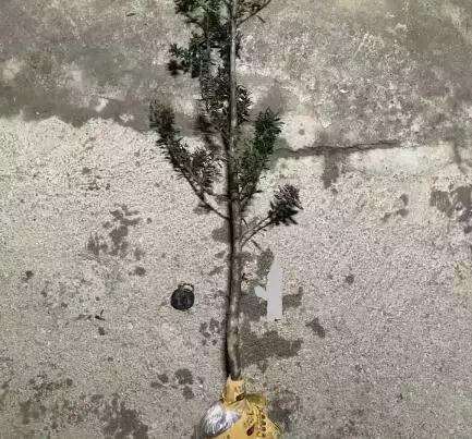 图解 购买盆景 怎样区别生熟桩