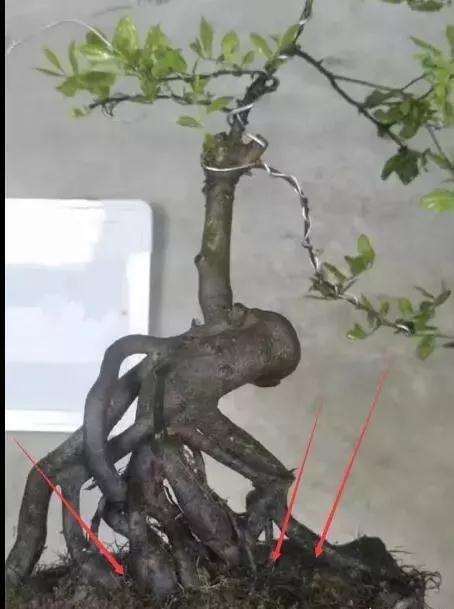 图解 购买盆景 怎样区别生熟桩