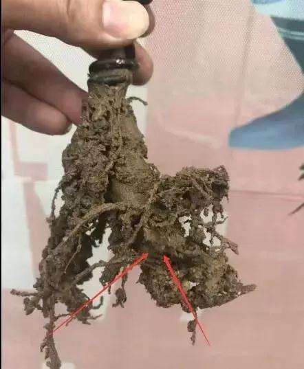 图解 购买盆景 怎样区别生熟桩