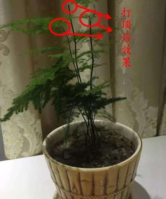 怎么修剪文竹盆景