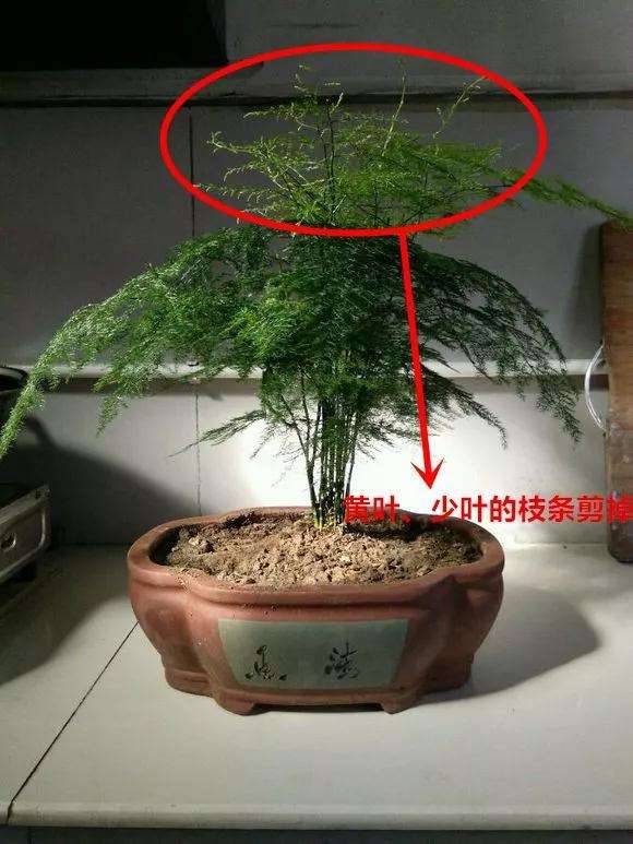 怎么修剪文竹盆景