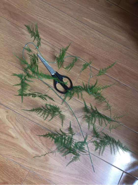 怎么修剪文竹盆景