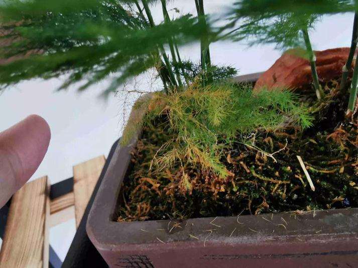 怎么修剪文竹盆景