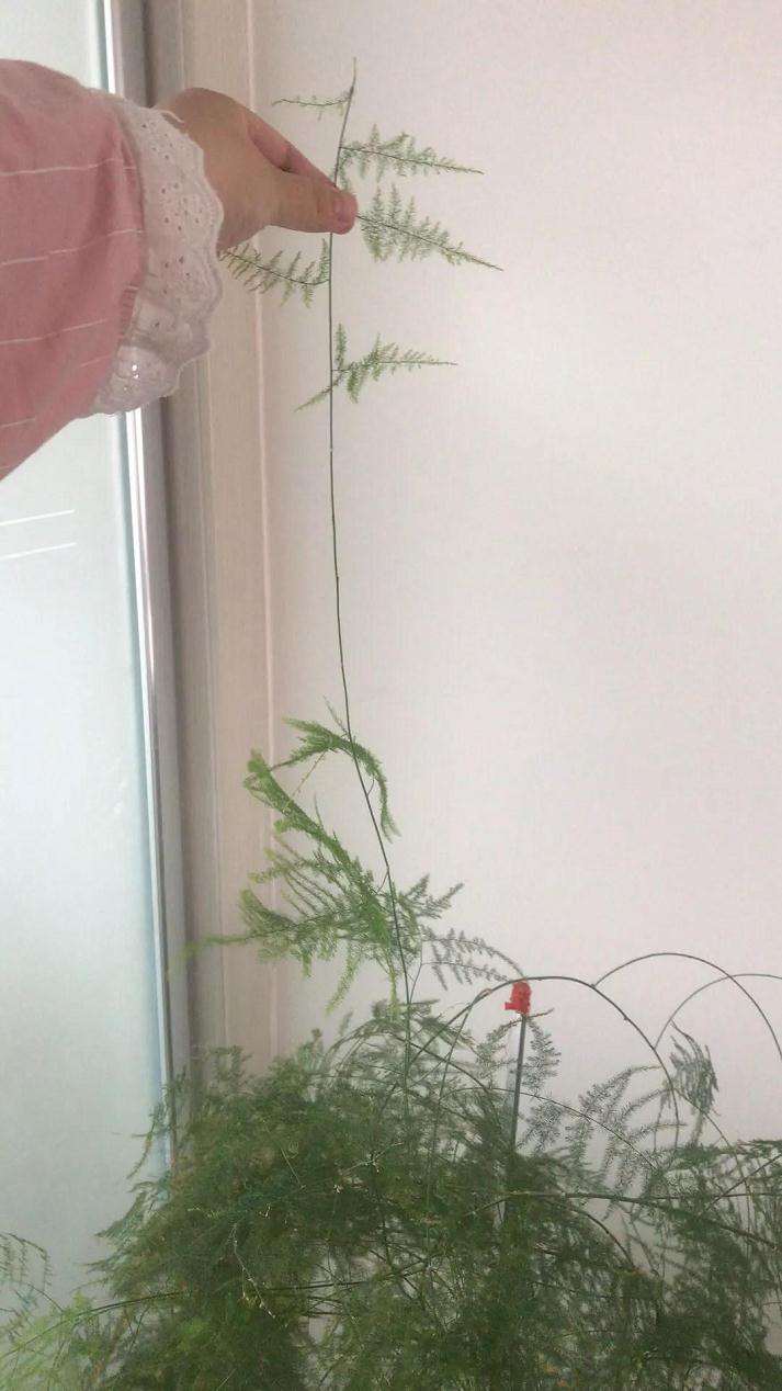 怎么修剪文竹盆景