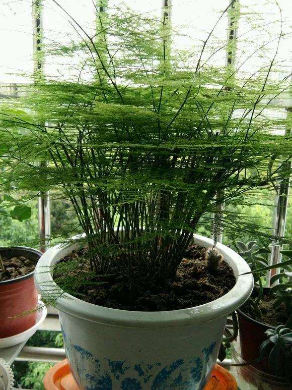 怎么修剪文竹盆景