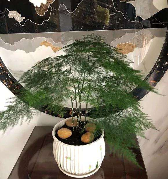 怎么修剪文竹盆景