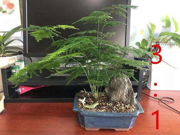 怎么修剪文竹盆景