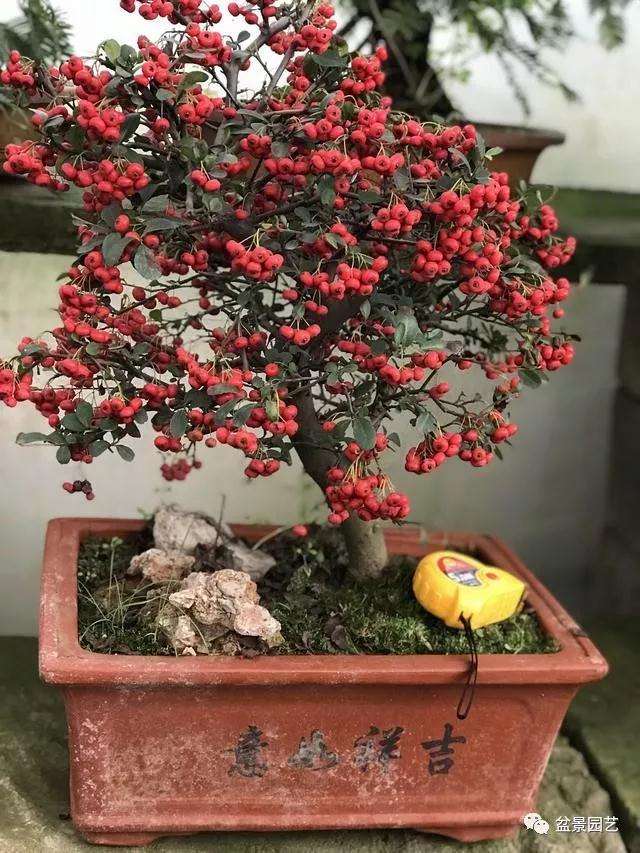 火棘盆景挂果的时间是多久