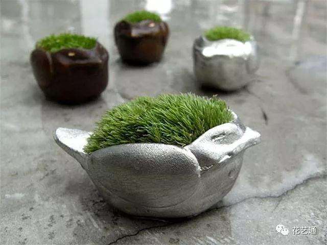 怎么给山水盆景点苔藓的方法 图片