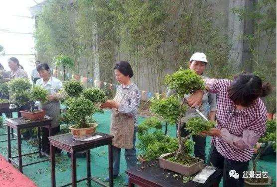 为什么盆景修剪分为疏剪