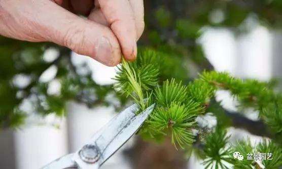 为什么盆景修剪分为疏剪