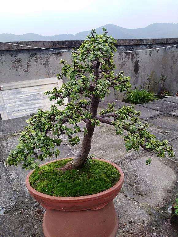 金枝玉叶盆景怎样在阳台养护的方法