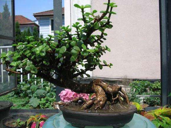 金枝玉叶盆景怎样在阳台养护的方法