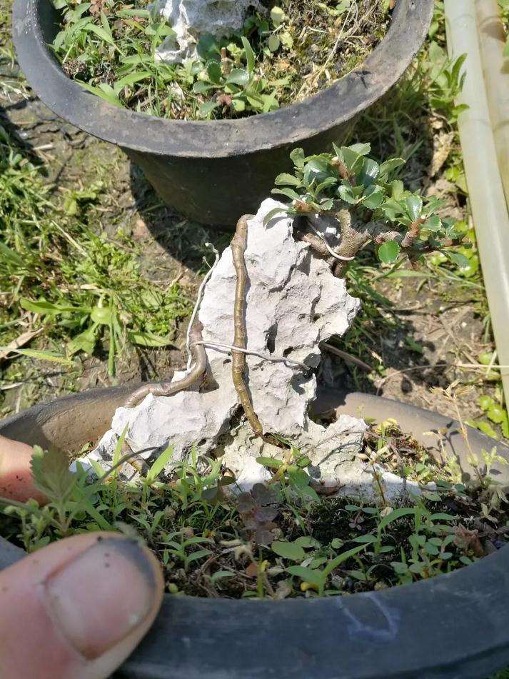 盆景怎么用铝丝蟠扎的技巧