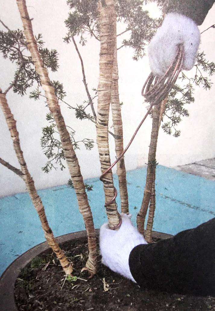 盆景怎么用铝丝蟠扎的技巧