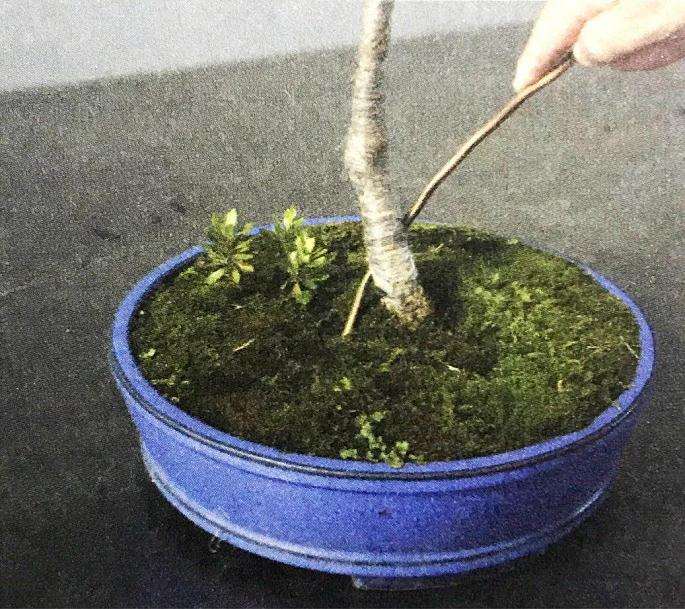 盆景怎么用铝丝蟠扎的技巧