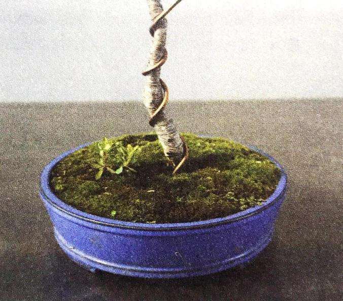 盆景怎么用铝丝蟠扎的技巧