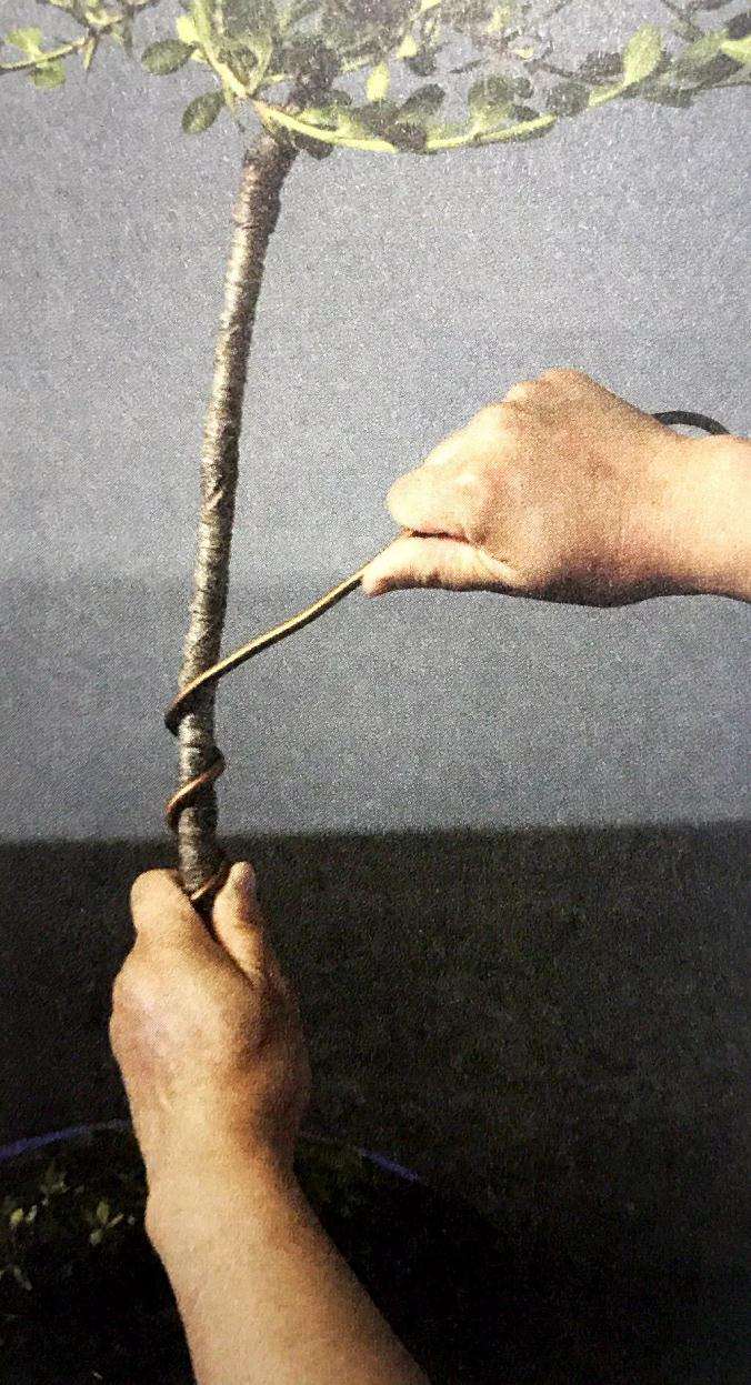 盆景怎么用铝丝蟠扎的技巧