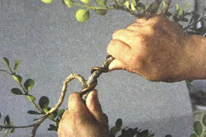 盆景怎么用铝丝蟠扎的技巧