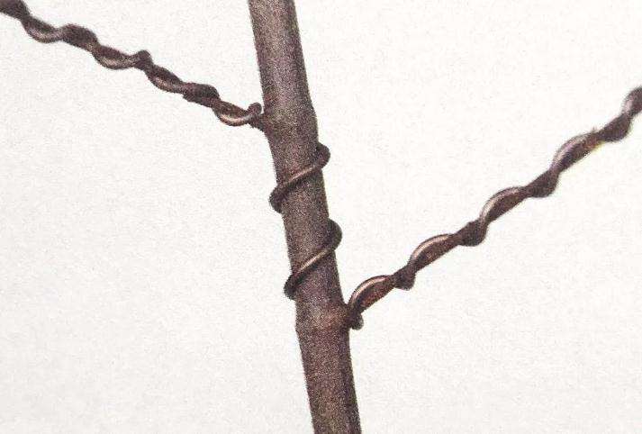 盆景怎么用铝丝蟠扎的技巧