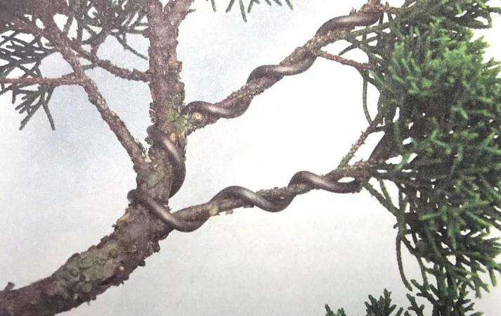 盆景怎么用铝丝蟠扎的技巧