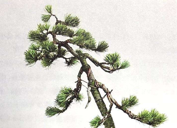 盆景怎么用铝丝蟠扎的技巧