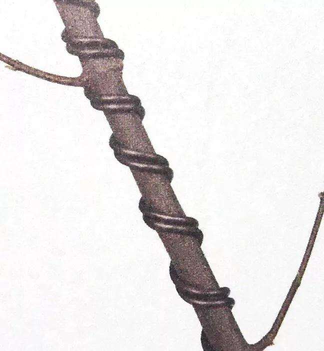 盆景怎么用铝丝蟠扎的技巧