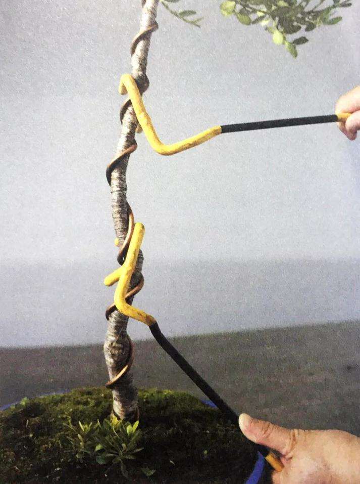 盆景怎么用铝丝蟠扎的技巧