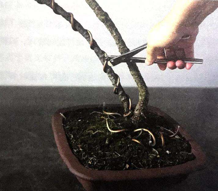 盆景怎么用铝丝蟠扎的技巧