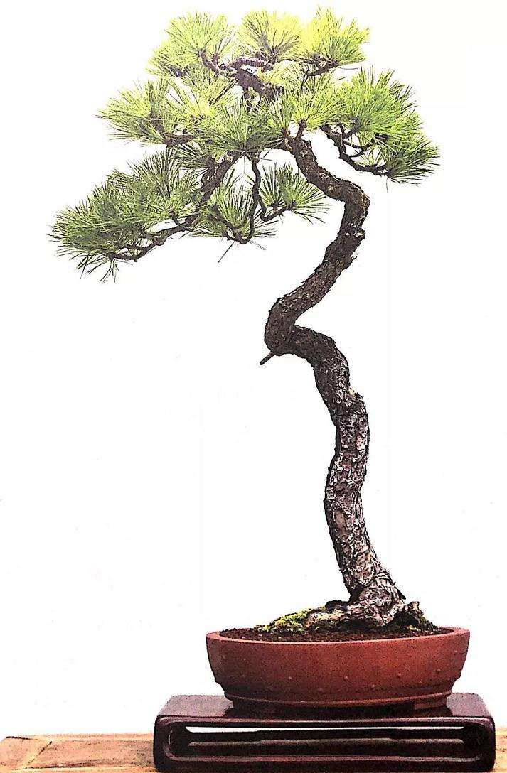 盆景怎么用铝丝蟠扎的技巧