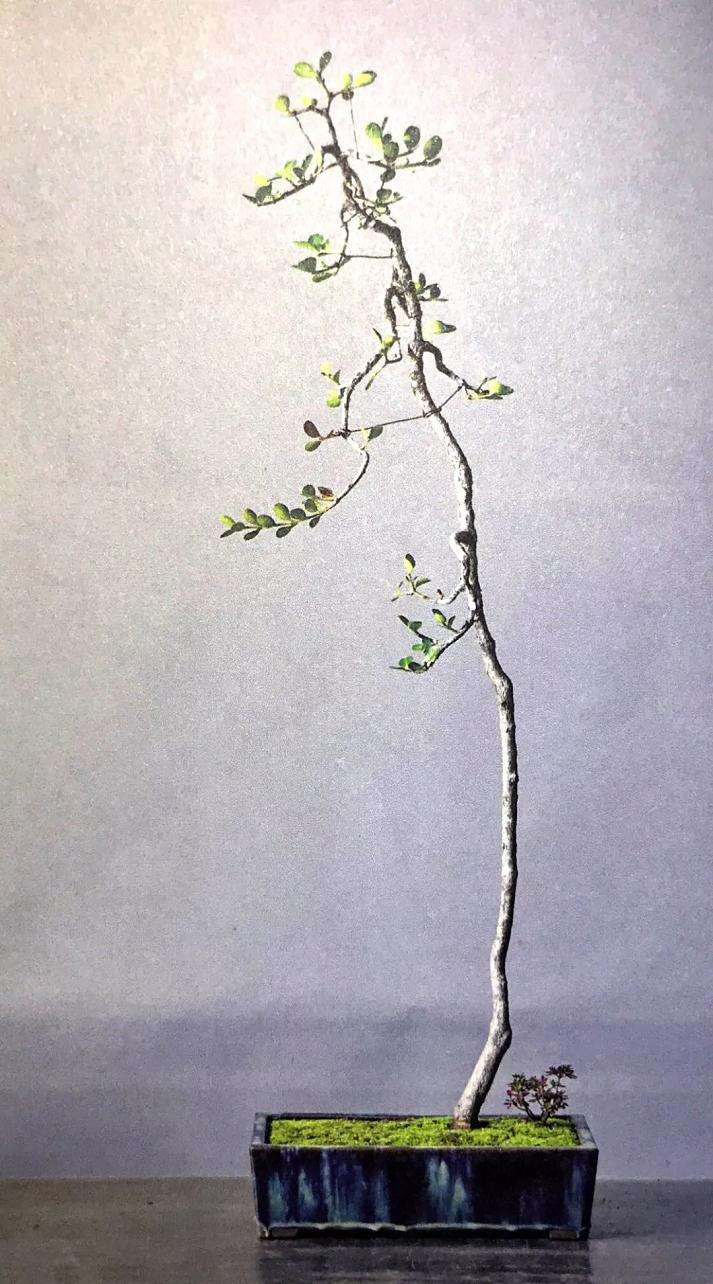 盆景怎么用铝丝蟠扎的技巧