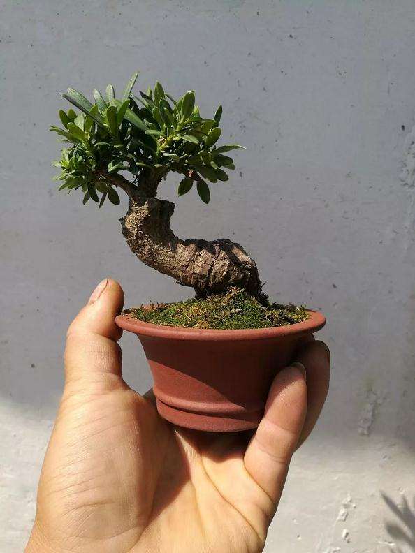 盆景怎么用铝丝蟠扎的技巧