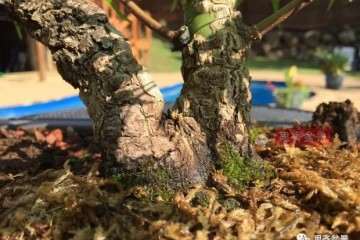 图解 杂木盆景缺枝怎么办 可以穿接补枝