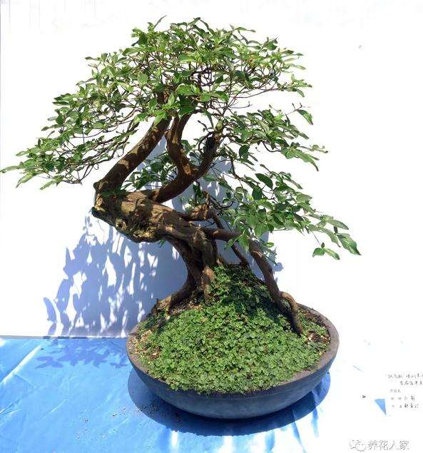 黄泽镇的盆景在镇文化站进行展出