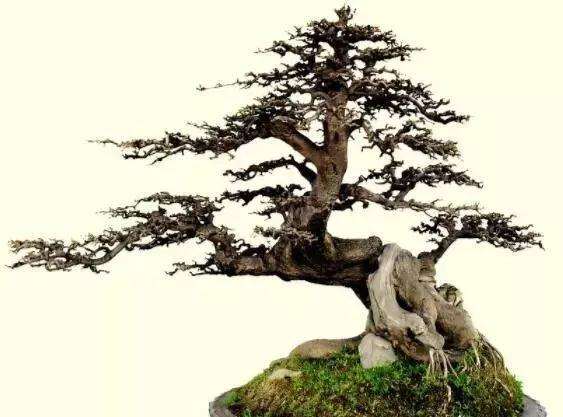 雀梅盆景怎么浇水养护方法