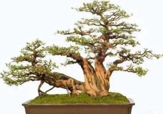 雀梅盆景怎么浇水养护方法