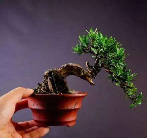 微型盆景最容易成型