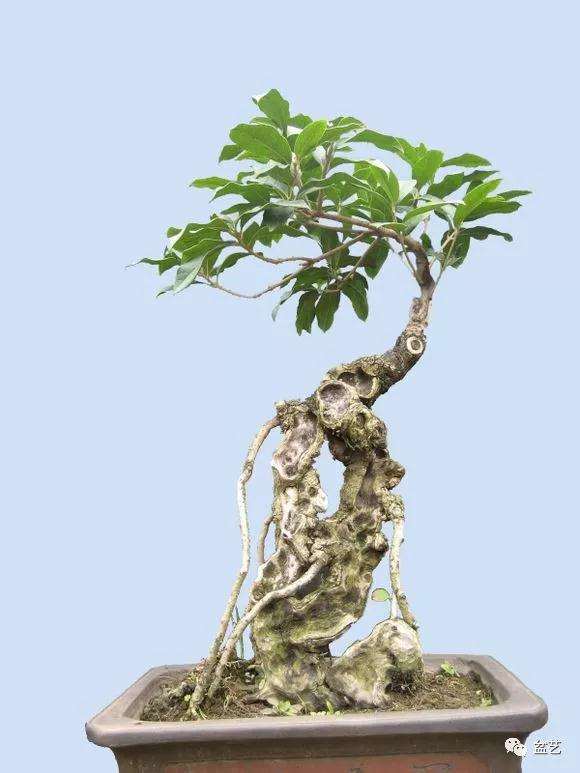 桂花盆景怎么修剪的3个方法