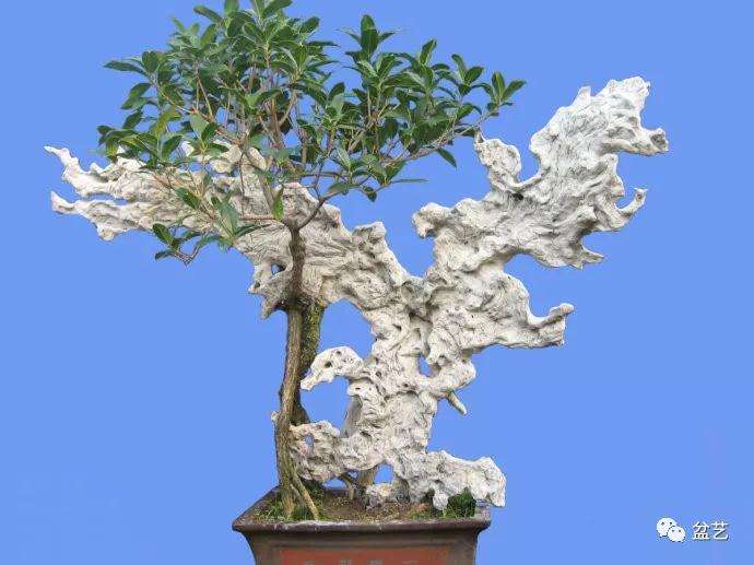 桂花盆景怎么修剪的3个方法