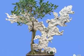 桂花盆景怎么修剪的3个方法 图片