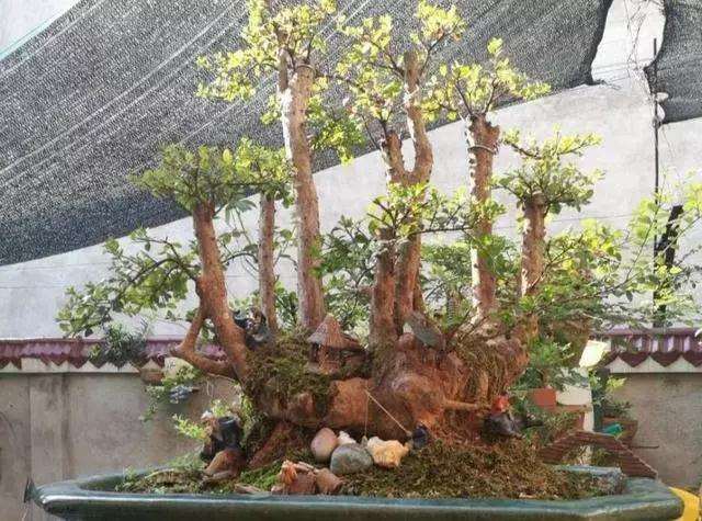 盆景造法五式 学会其中一式