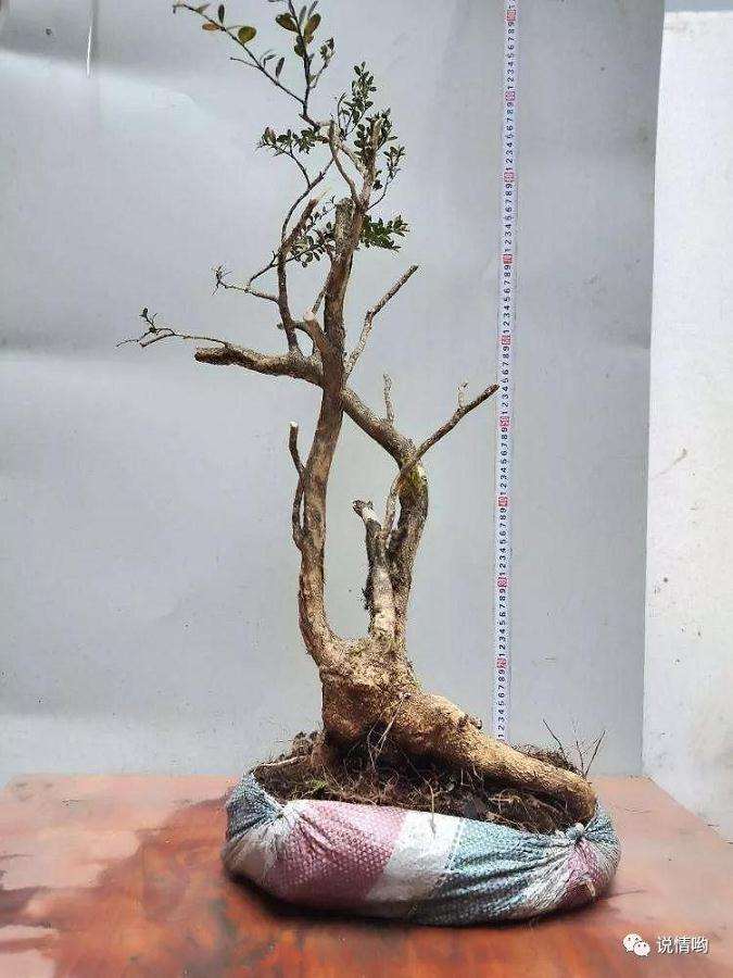 野生树桩盆景怎么挖掘的方法