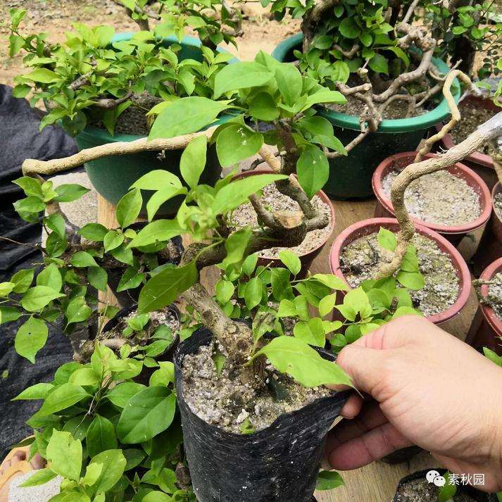 图解 三角梅盆景怎么扦插成活的方法