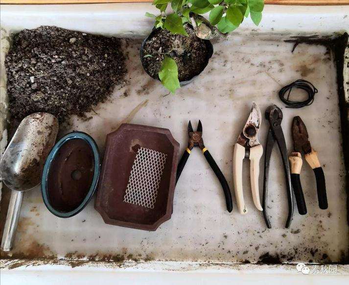 图解 三角梅盆景怎么扦插成活的方法