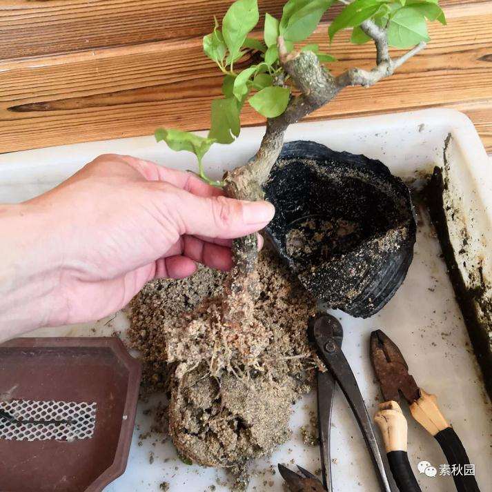 图解 三角梅盆景怎么扦插成活的方法